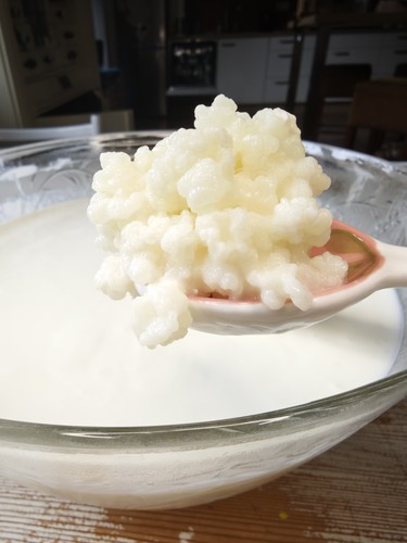 Kefirknollen milchkefir - kefirknollen,