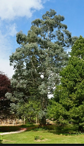 Eukalyptus urnigera container - eukalyptus, urnigera,