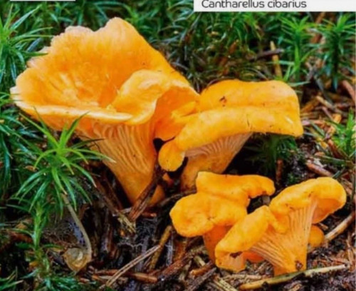 Xxl set pfifferling pilz - xxl,